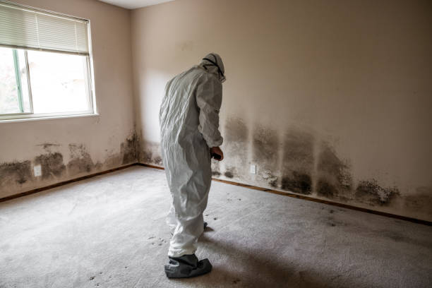 Mold Remediation for Vacation Homes in Eupora, MS